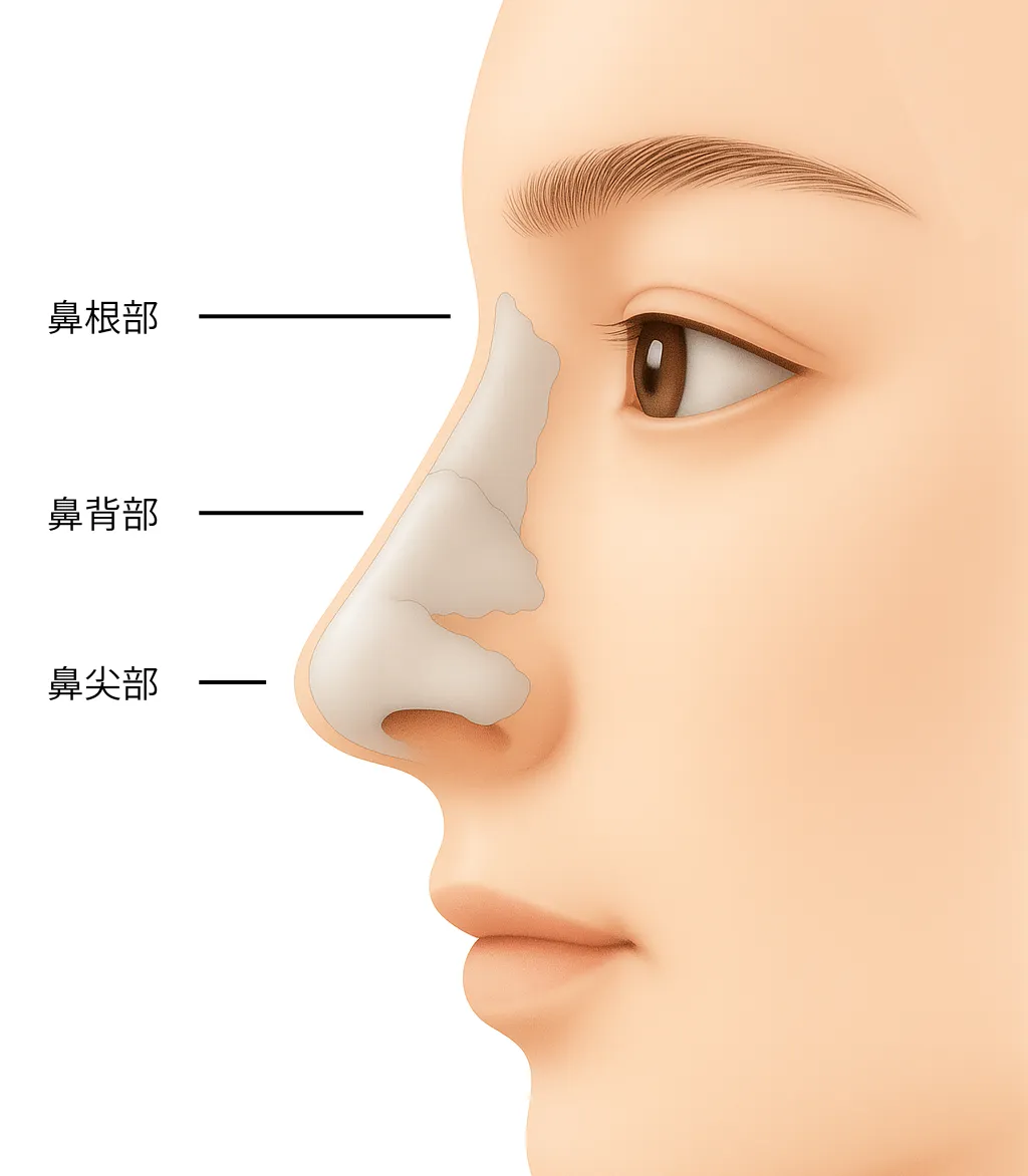 鼻の部位（鼻根部・鼻背部・鼻尖部）